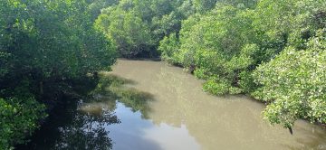 Sanur mangrovea